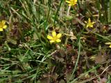 WILD FLOWERS
