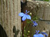 DSCF6992.JPG