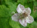 BLACKBERRY FLOWER