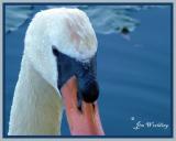 YOUNG SWAN