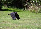 WING WALKING ?