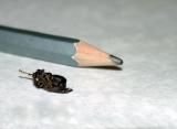 SPIDER WITH BUMBLE BEE