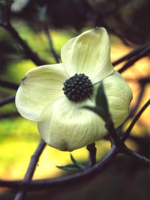 Cornus Kousa - 2002- by Pietrolucci R.