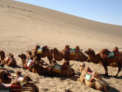 Dunhuang The camel corps. 2.JPG
