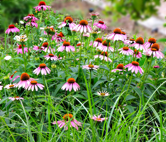 Purple Coneflower Garden