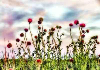 Thistles and A Painted Sky