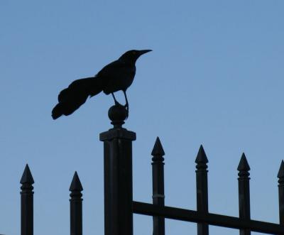 A Weathervane?