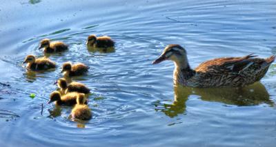 Momma and the Little Ducks