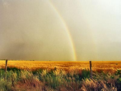 Under The Rainbow is a Field of Gold