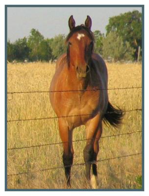 Such a Friendly Horse