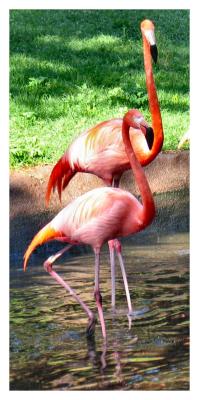 Colorful Flamingos
