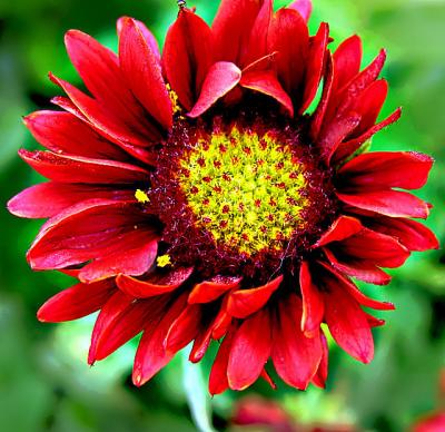 Red Coreopsis