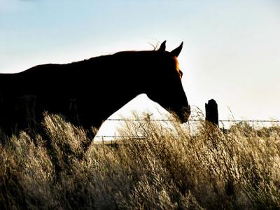 Horse In The Morning