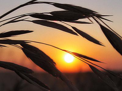 Praire Grass Sunset