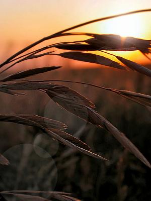 Prairie Grass At Sundown