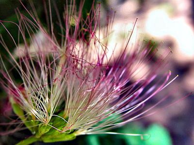 v3/22/525822/3/45210172.mimosa.jpg