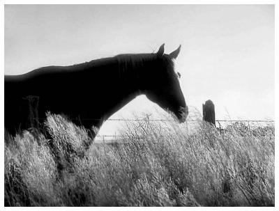 Horse In The Morning