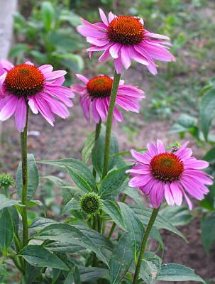 Echinacea