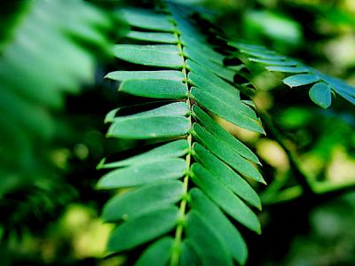 Mimosa Leaf - Green Lace