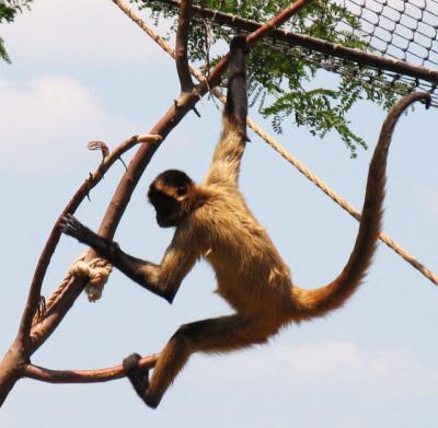 Monkey Shine II