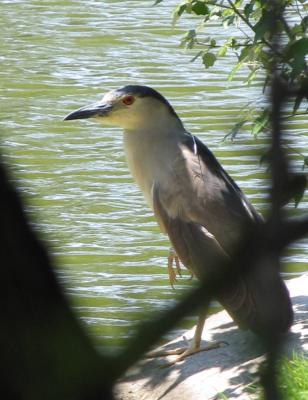 Black Crowned Night Heron