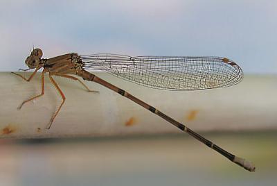 Damsel Fly - Just Hanging Around