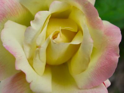 Buttercream Rose
