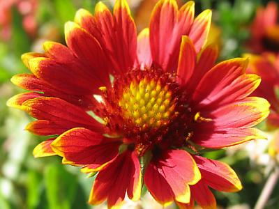 Colorful Painted Daisy