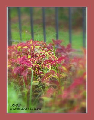 Colorful Coleus