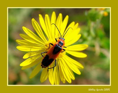 Yellow Flower - Red Bug