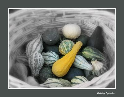 Gourds in a Basket