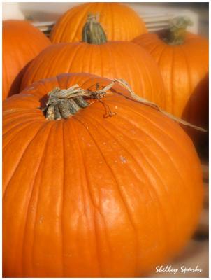 What do you get if you divide the circumference of a pumpkin by its diameter?
Pumpkin pi.