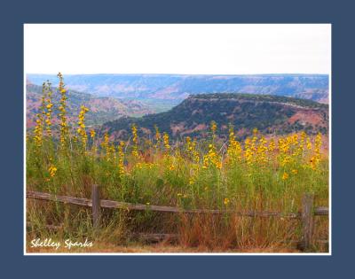 Flowers On The Rim of The Canyon