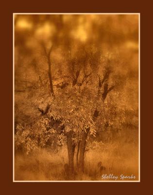 Trees in Sepia