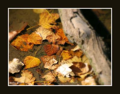 Floating Autumn Leaves