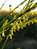 Prairie Grass