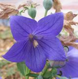 Blue Balloon Flower