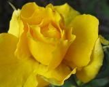 The Yellow Rose of Texas