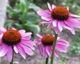 Purple Coneflower (Echinacea)