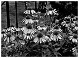 Garden In Black and White