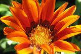 Orange Daisy