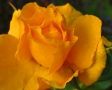 Orange Rose