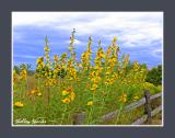 Pretty Yellow Flowers at the Park Rim Lookout