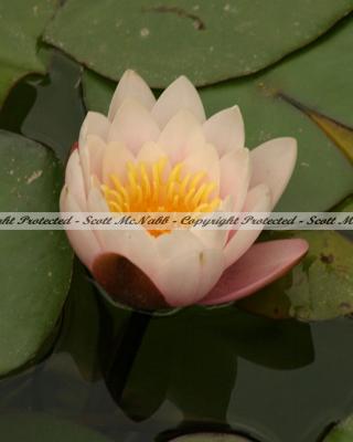 Water Lilly.jpg