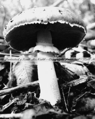 Mushroom.jpg
