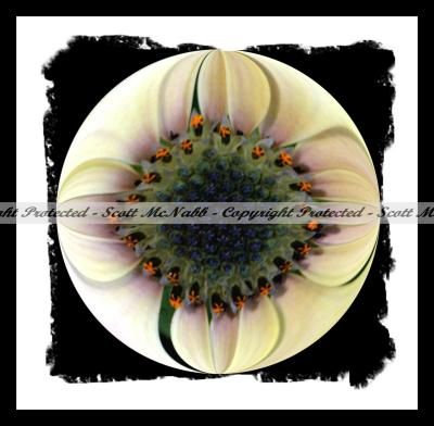 Circle Flower 3.jpg