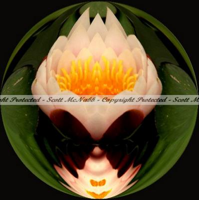 Water Lilly Round.jpg