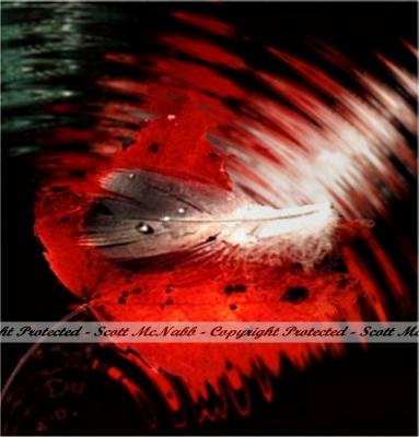 Leaf Feather in water.jpg