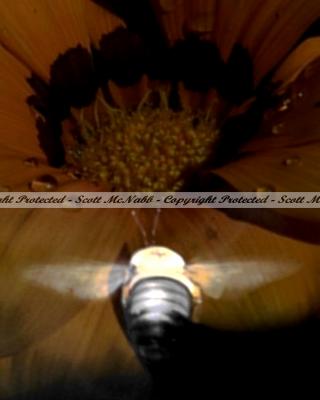 A Bee in flight.jpg