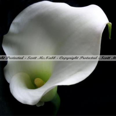 Calla Lilly 1.jpg